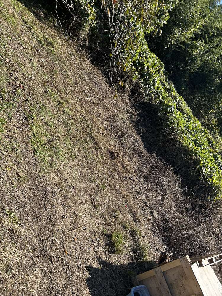 1ヶ月後:法面の草がなくなり地面が見えるようになった状態