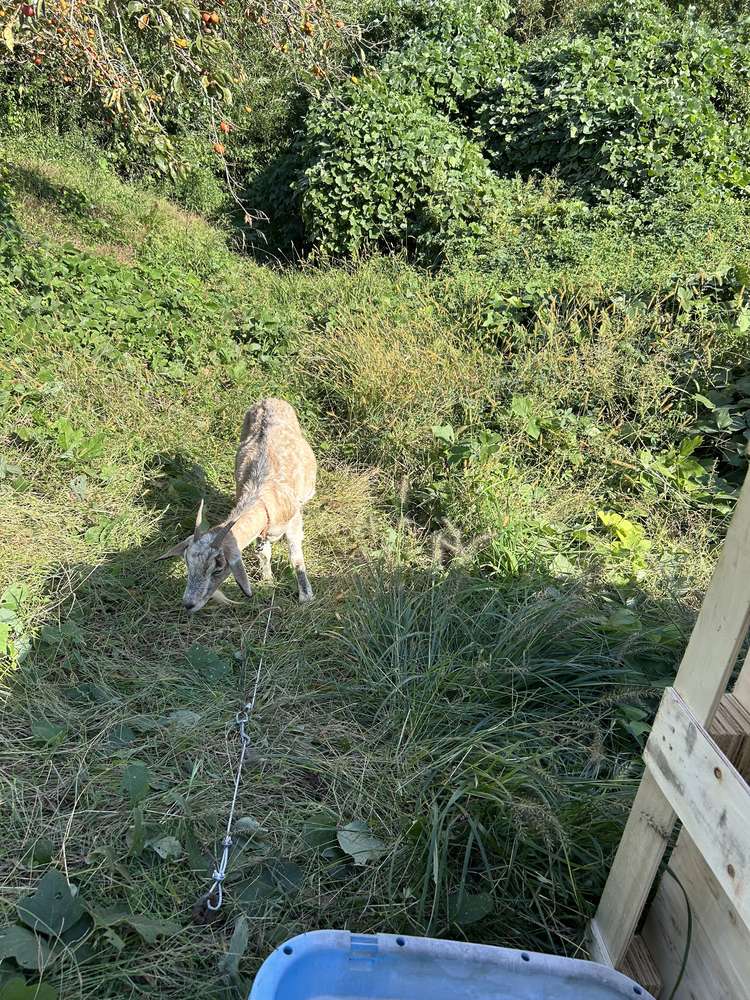 除草前:法面に草が茂りヤギが草をはんでいる様子