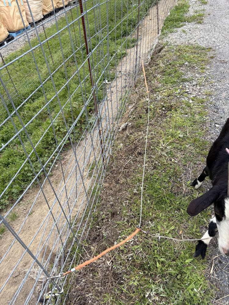 2時間後:ヤギが食べて地面が見えるまで短くなった状態
