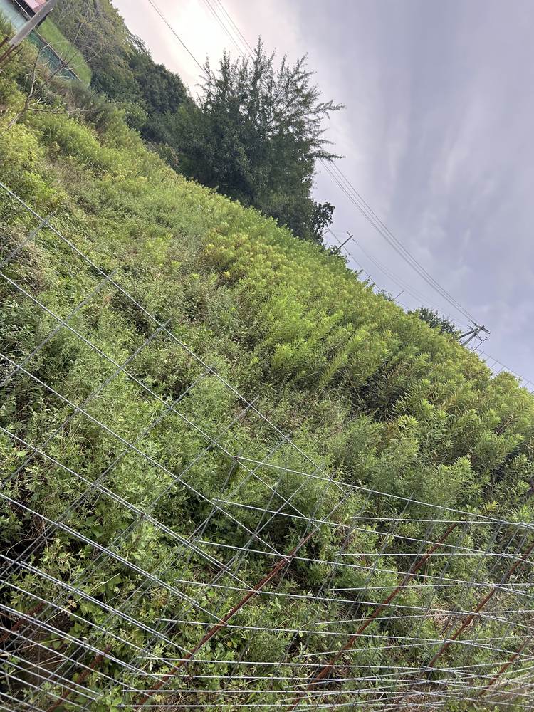 除草前:斜面一面が草木で覆われフェンスが埋もれた状態