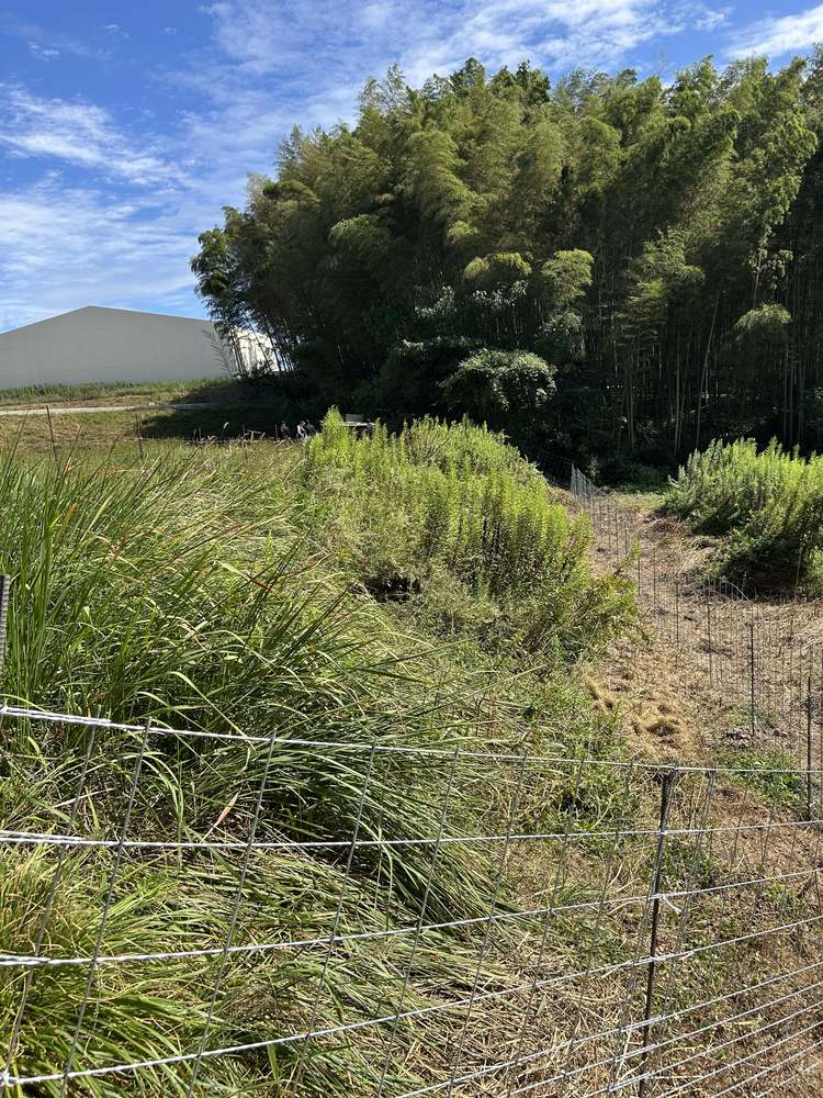 除草前:背丈のある草が敷地を覆っている状態