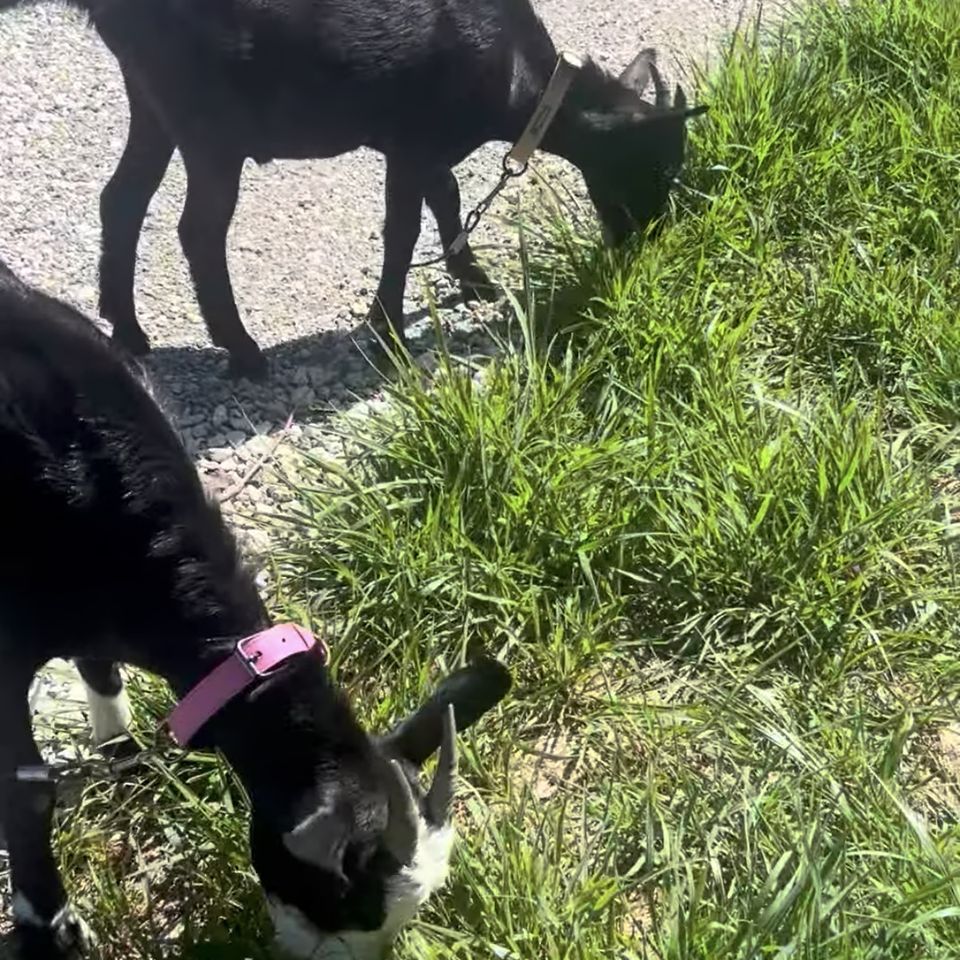 道路沿いの草を食べる2頭のヤギ